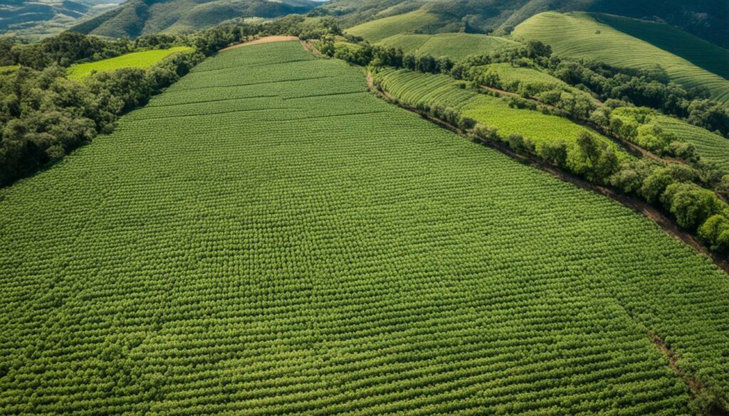 agroforestry Brazil